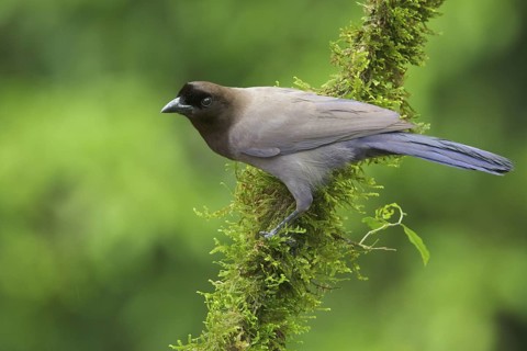 Purplish Jay (Cyanocorax cyanomelas) perched on a branch in Bolivia, South America