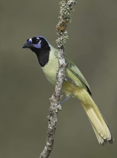 Green Jay (Cyanocorax luxuosus), Texas, USA