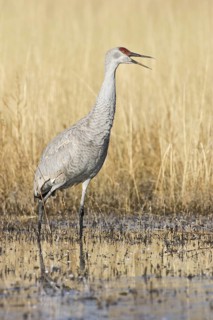 Sandhill Crane (Antigone canadensis), New Mexico, USA