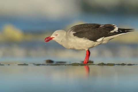 Dolphin Gull Leucophaeus scoresbii feeding on a beach in the Falkland Islands