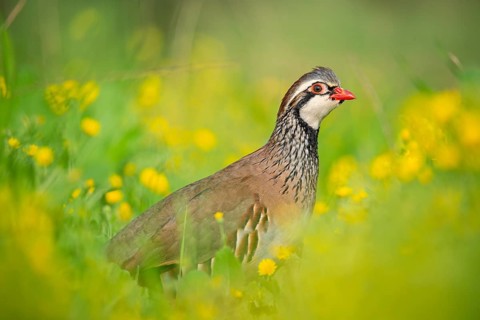 A red-legged partridge stands amid a vibrant meadow, surrounded by lush greenery and yellow