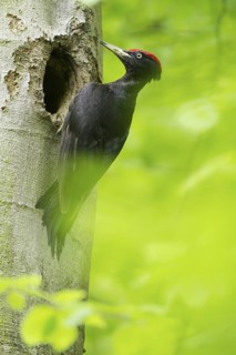 Black Woodpecker (Dryocopus martius) male at breeding cavity, North Rhine-Westphalia, Germany