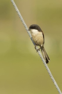 Burmese Shrike (Lanius collurioides), Doi Inthanon, Thailand