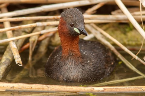 Little grebe (tachybaptus ruficollis), on marsh, Castile-La Mancha, Spain