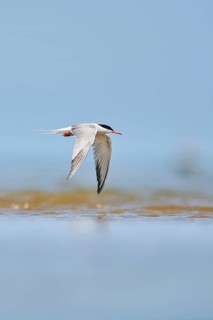 Elegant tern (Thalasseus elegans) flying in the sky above the sea, hunting, ebro delta, Catalonia,