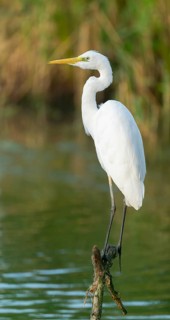 Great Egret (Ardea alba) standing on an old branch in the shallow water zone of a lake, Lower