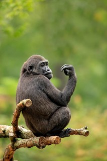 Western gorilla (Gorilla gorilla), young animal, tree