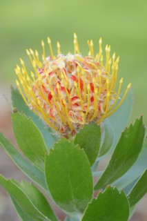 Pincushion protea or tree pincushion (Leucospermum conocarpodendron), flower, native to South