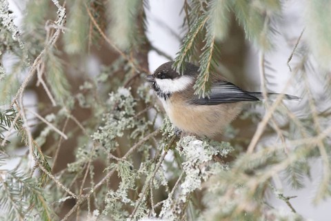 Grey-headed Chickadee (Poecile cinctus), Finland
