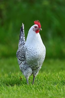 East Frisian Gull standing in a meadow, chicken breed with good utilisation characteristics, Texel,