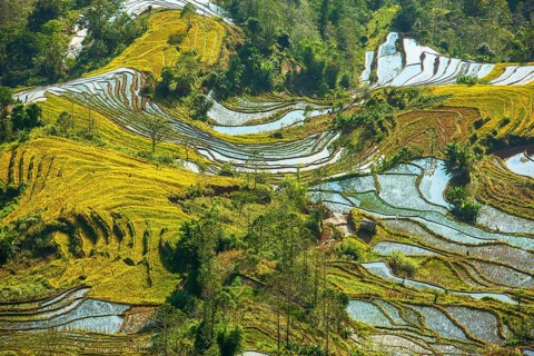 Celestial Stairs — The Yuanyang Rice Terraces in Yunnan, China, carved by the Hani people over 1,