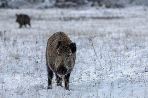 Still surprised by the flight of the wild boar (Sus scrofa), the wild boar does not notice the