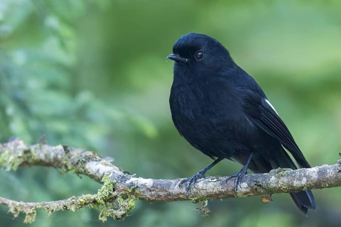 White-winged Robin (Peneothello sigillata) perched on a branch in Papua New Guinea