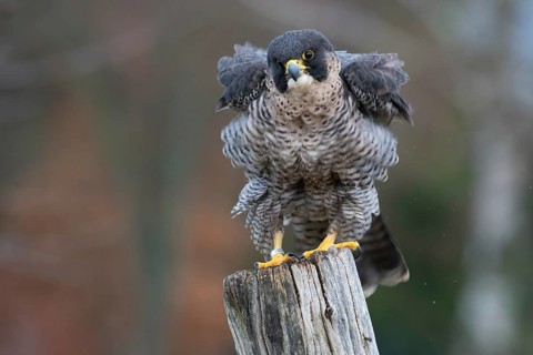 Peregrine Falcon (Falco peregrinus) captive, perched on a post, Saxony, Germany