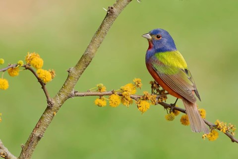 Painted Bunting (Passerina ciris) male perched on a branch, Texas, USA