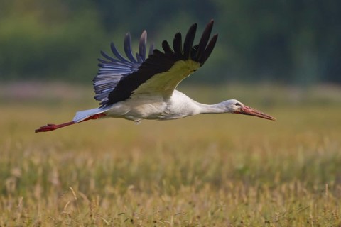 White Stork (Ciconia ciconia) male flying, North Rhine-Westphalia, Germany
