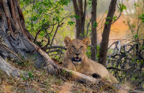 Lion (Panthera leo), young, lying in the shade, Moremi Game Reserve, Botswana