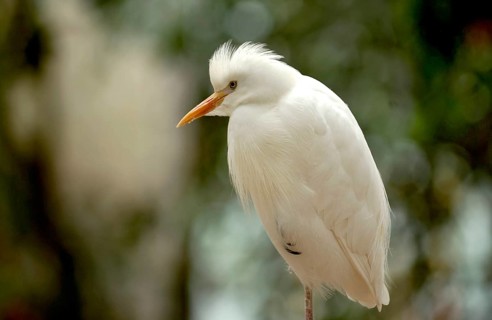Cattle egret (Ardeola ibis) standing on one leg, animal portrait, Vogelpark Schotten, Vogelsberg,