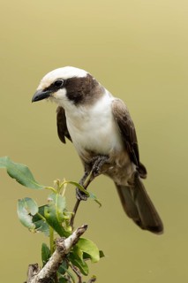 Witkruinklauwier, Southern white-crowned shrike, Eurocephalus anguitimens