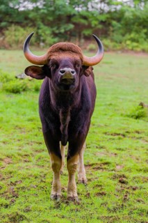 Portrait of a male Gaur (Bos gaurus gaurus) on a pasture