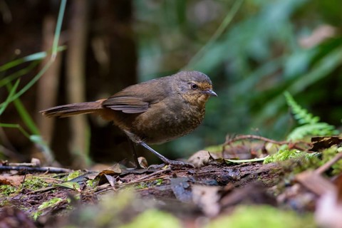 Pilotbird (Pycnoptilus floccosus), Victoria, Australia