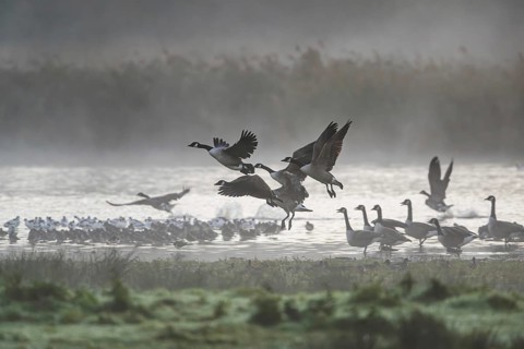 Canada Goose, Branta Canadensis, birds in flight over marshes, Devon, England, United Kingdom