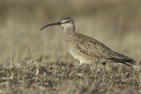 Whimbrel (Numenius phaeopus), Manitoba, Canada