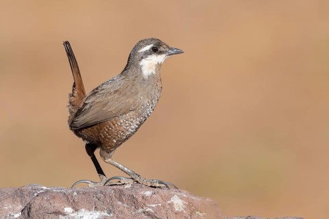 Moustached Turca (Pteroptochos megapodius) perched on a rock, Metropolitana, Chile