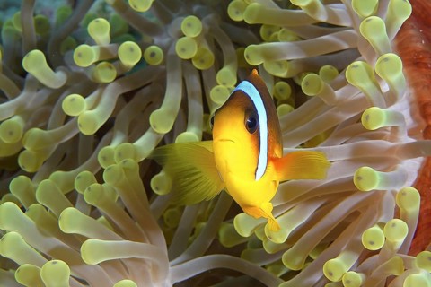 Red sea anemonefish (Amphiprion bicinctus)