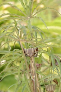Cobra lily or fire cob (Arisaema speciosum), native to Asia