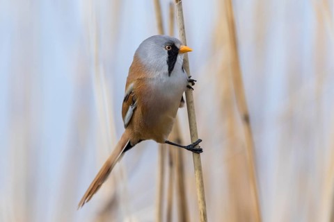 Bearded Reedling (Panurus biarmicus) male perched in reedbed, Mecklenburg-Western, Pomerania,