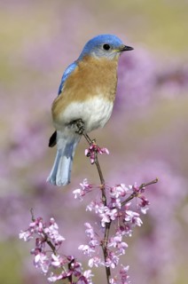 Eastern Bluebird (Sialia sialis), Texas, USA