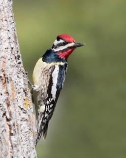 Male Yellow-bellied Sapsucker, Sphyrapicus varius, perched on a tree in Saskatoon, Saskatchewan