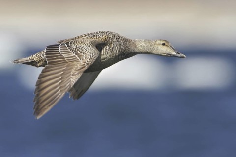 Common Eider (Somateria mollissima) female flying, Manitoba, Canada