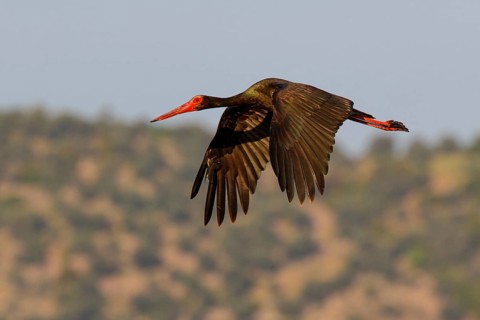 Black Stork (Ciconia nigra) flying, Greece