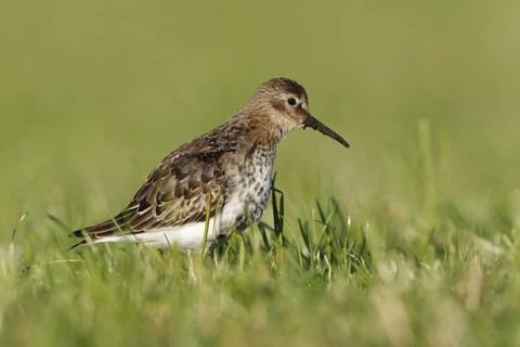 Dunlin (Calidris alpina), Norway