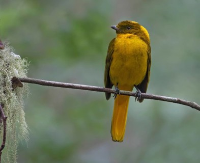 Golden Bowerbird (Prionodura newtoniana) male, Queensland, Australia