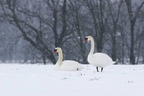 Mute Swan (Cygnus olor), Berlin, Germany
