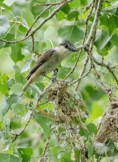 Rose-throated Becard (Pachyramphus aglaiae) female at nest, Arizona, USA