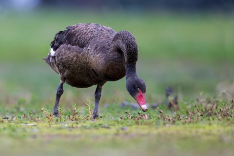 Black Swan (Cygnus atratus) grazing, Victoria, Australia