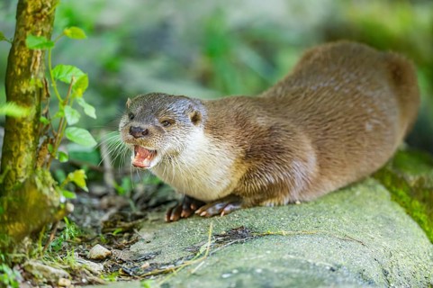 Eurasian otter (Lutra lutra) lying on a rock, Bavaria, Germany