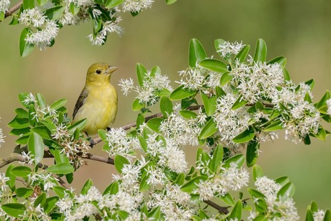 Scarlet Tanager (Piranga olivacea) female perched on a branch, Texas, USA