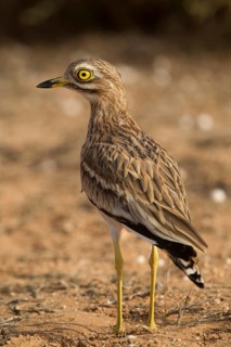 Eurasian Stone-curlew (Burhinus oedicnemus), Morocco