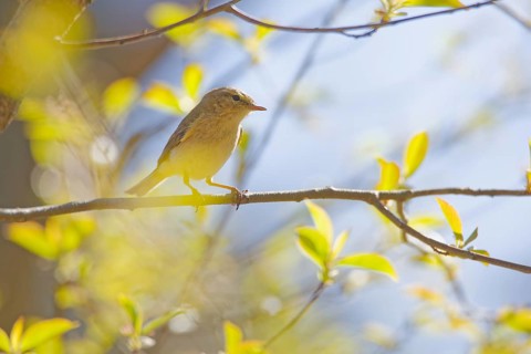 Common chiffchaff (Phylloscopus collybita) sitting on a thin branch with fresh green leaves,