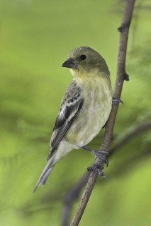 Lesser Goldfinch (Spinus psaltria) female, Arizona, USA