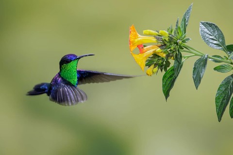 Crowned Woodnymph (Thalurania columbica) flying and feeding at a flower in the mountains of