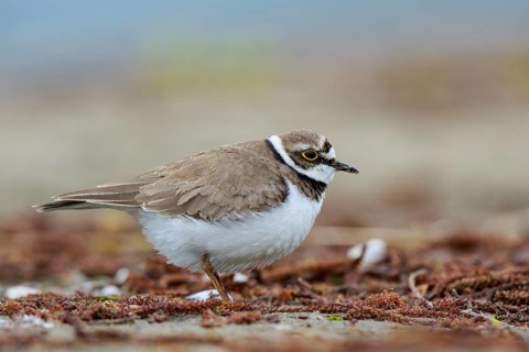 Little Ringed Plover (Charadrius dubius) female, North Rhine-Westphalia, Germany