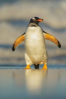 Gentoo Penguin (Pygoscelis papua) emerging from the ocean in the Falkland Islands
