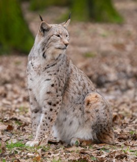 Lynx (Lynx lynx) sits on the forest floor and looks attentively, Germany