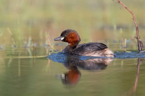 Little Grebe (Tachybaptus ruficollis), Saxony, Germany